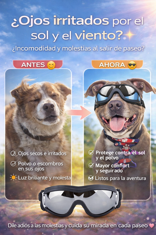 😎 Gafas UV para perros - protege sus ojos con Estilo